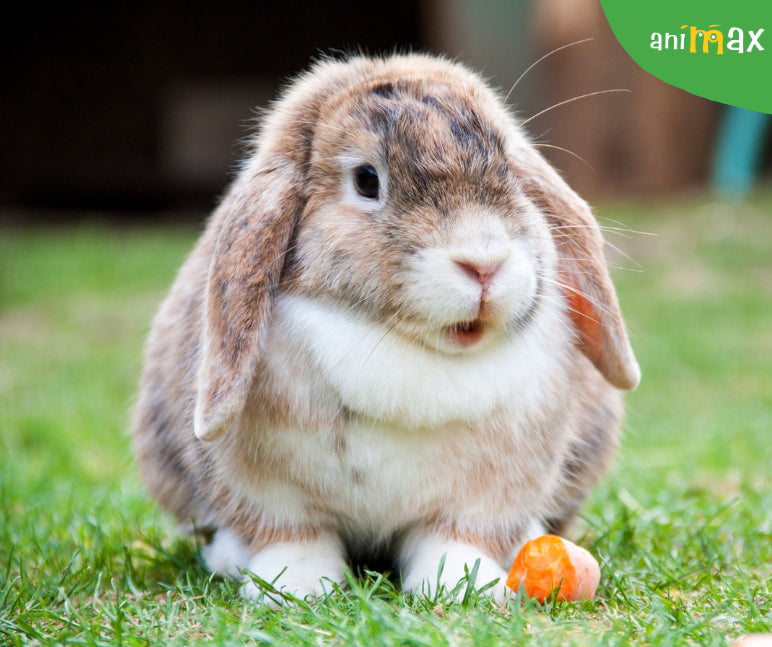 De ce este apa esentiala pentru sanatatea iepurilor